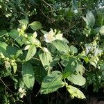 Philadelphus inodorus Blad