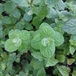 Mentha × rotundifolia Лист