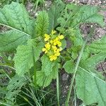 Brassica junceaFlower