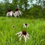Echinacea pallida Virág