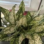 Aglaonema costatum Blatt