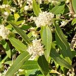 Osmanthus decorus Blüte