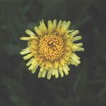 Agoseris grandiflora 花