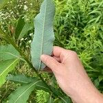 Salix eriocephala Leaf