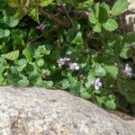 Cymbalaria aequitriloba Habit