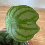 Peperomia argyreiaBlad