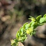 Lysimachia linum-stellatum Lapas