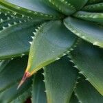 Aloe polyphylla Blad