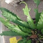 Asplenium antiquum Leaf