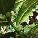 Ilex colchica Fruit