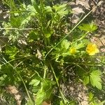 Ranunculus hispidus Flower