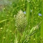 Phalaris canariensis Flors