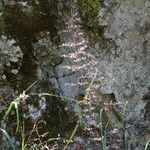 Heuchera rubescens Lubje