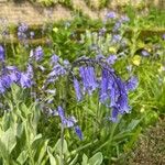 Hyacinthoides non-scriptaFlower