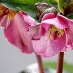 Helleborus orientalisÕis