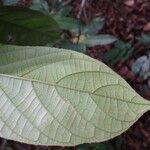 Maesobotrya klaineana Leaf