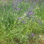 Vicia dasycarpa Flower