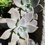 Graptopetalum paraguayense Yaprak