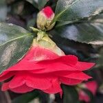Camellia japonica Λουλούδι