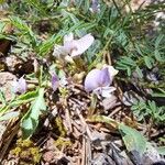 Astragalus austriacus Flower