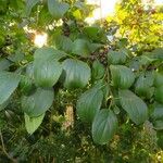 Rhamnus cathartica Leaf