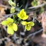 Diplotaxis muralis Cvet