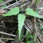 Clematis mauritiana Leaf