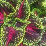 Coleus decurrensBlomma