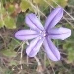Aphyllanthes monspeliensis Λουλούδι