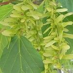 Acer davidii Фрукт