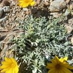 Balsamorhiza hookeri Blatt