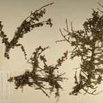 Cotoneaster adpressus Drugo
