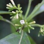 Antirhea borbonica 花