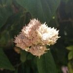 Allium acutiflorum Flower