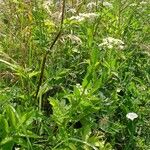 Chaerophyllum aromaticumЛист