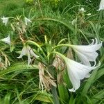 Crinum moorei Habit