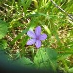 Geranium asphodeloides 花