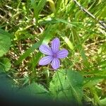 Geranium asphodeloides Flor