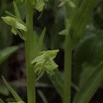 Platanthera stricta Çiçek