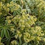 Alchemilla alpigena Blüte