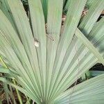 Sabal minor Leaf