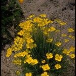 Eschscholzia lobbii Hàbitat