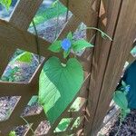 Jacquemontia tamnifolia Blatt