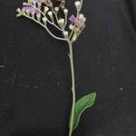 Chrysolaena cognata Λουλούδι