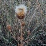 Cirsium ferox برگ