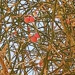 Capparis decidua Leaf