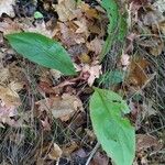 Andersonglossum virginianum Folha