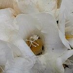 Freesia leichtlinii Blüte