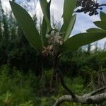 Ardisia elliptica Flower