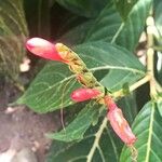 Sanchezia oblonga Fleur